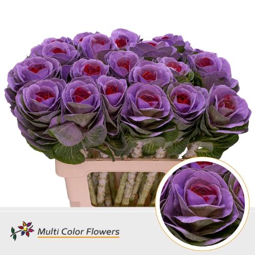 Brassica oleracea kleurbehandeld H%