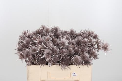 Eryngium alpinum kleurbehandeld H%