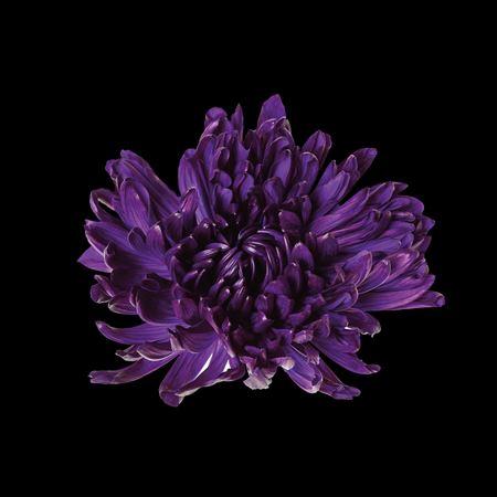 Chrysanthemum (Indicum Grp) geplozen Antonov kleurbehandeld H%