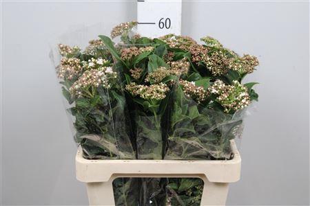 Viburnum tinus per stuk 'Macrophyllum'
