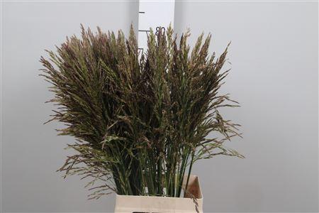 Panicum violaceum 'Umbrella'