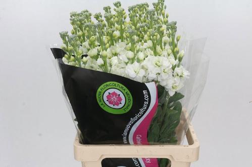 Matthiola incana 'Iron White'