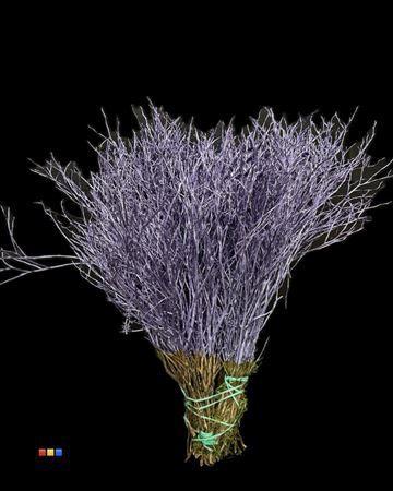 Vaccinium kleurbehandeld H%