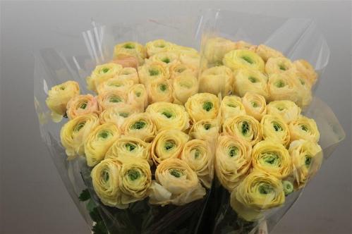 Ranunculus asiaticus Success Grand Pastel
