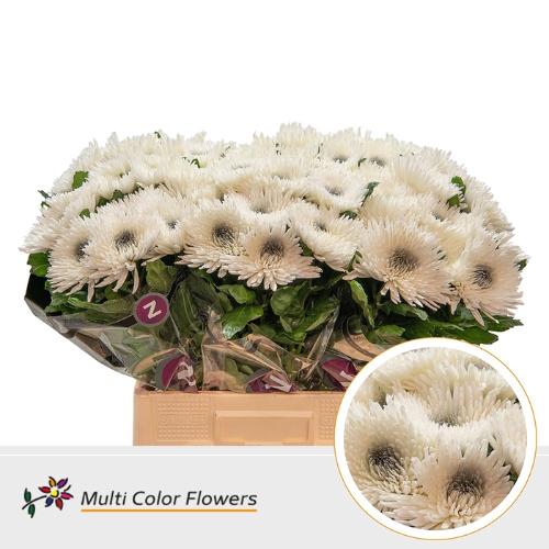 Chrysanthemum geplozen kas kleurbehandeld H%