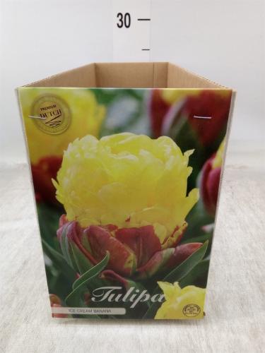 Tulipa (bol)