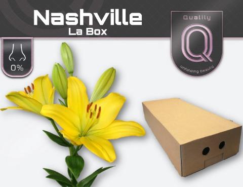Lilium Longiflorum x Aziatische Grp 'Nashville'
