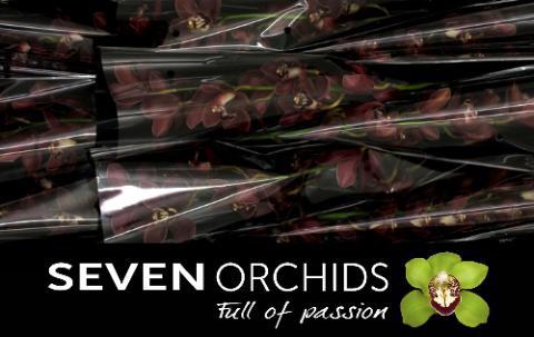 Cymbidium grootbloemig 'Priwine'