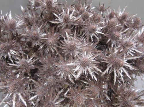 Eryngium planum kleurbehandeld H%