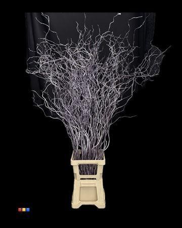 Salix kleurbehandeld H%