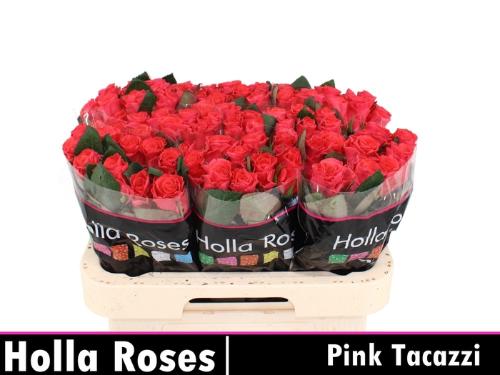Rosa grootbloemig Pink Tacazzi+