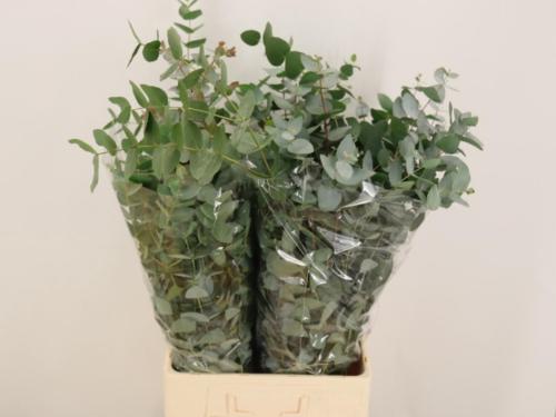 Eucalyptus per bos cinerea