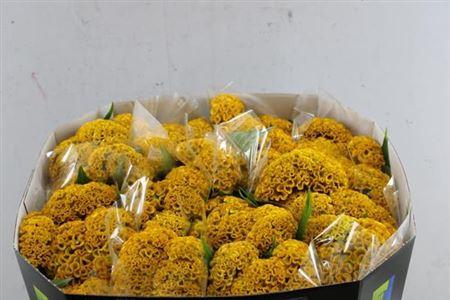 Celosia argentea (Cristata Grp) Reprise Gold