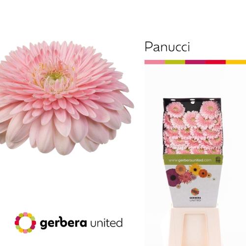 Gerbera mini bolvormig Panucci
