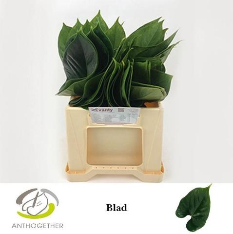 Anthurium overig (blad)