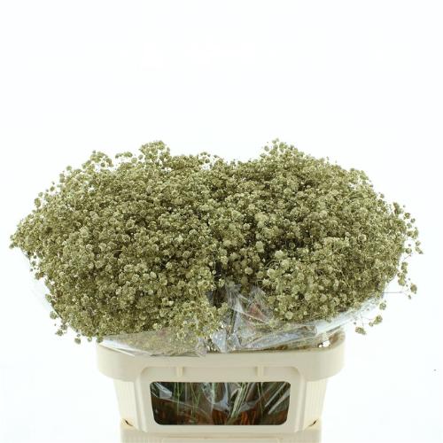 Gypsophila overig kleurbehandeld H%