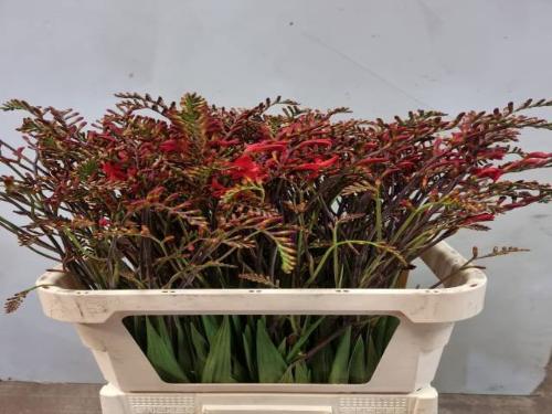 Crocosmia 'Lucifer'