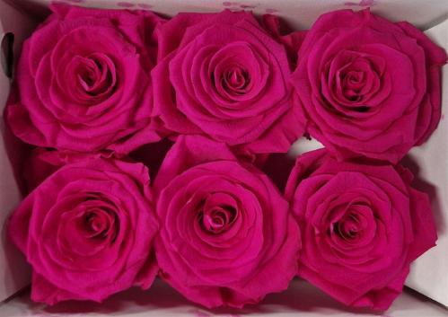 Rosa grootbloemig kleurbehandeld H%