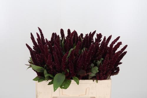 Amaranthus overig