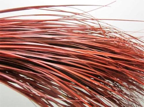 Xerophyllum tenax Beargrass kleurbehandeld per bos H%