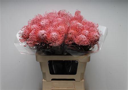 Leucospermum 'Naomi' kleurbehandeld H%