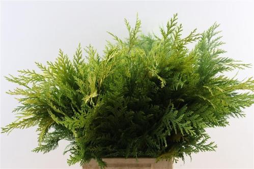 Chamaecyparis lawsoniana 'Lane' per bos