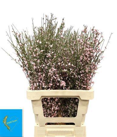 Genista kleurbehandeld H%