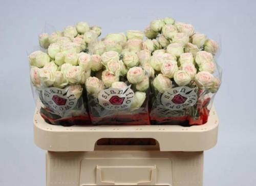 Rosa tros Sweet Gelato