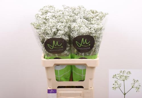 Gypsophila paniculata Ophelia