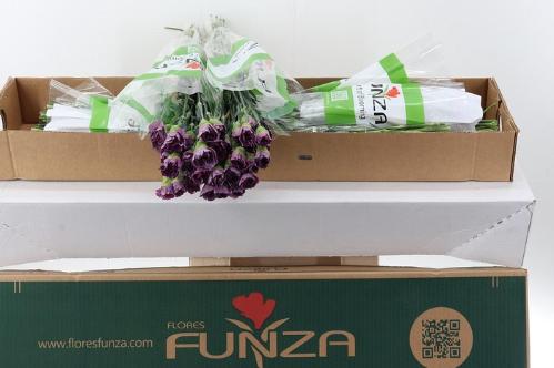 Dianthus standaard Hypnosis