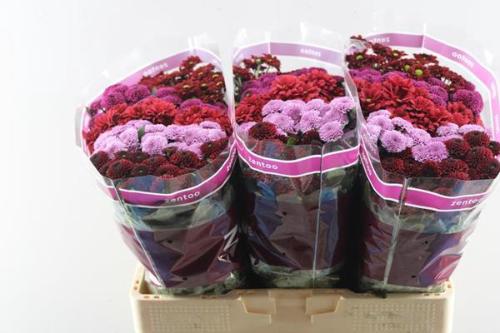 Chrysanthemum Indicum Grp tros santini gemengd