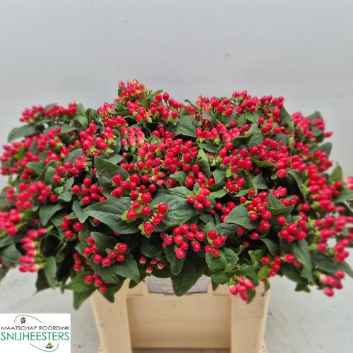 Hypericum x inodorum Magical Hotshot