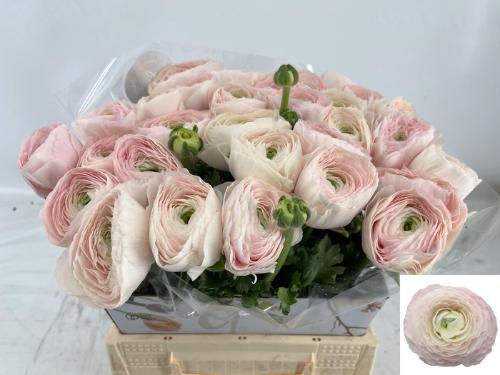 Ranunculus asiaticus Succes Hanoi