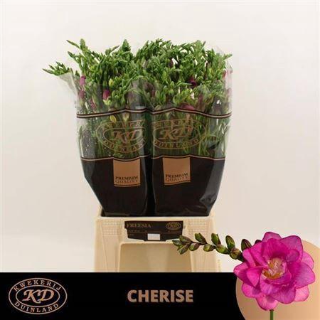 Freesia dubbelbloemig Cherise