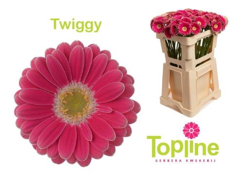 Gerbera mini Twiggy
