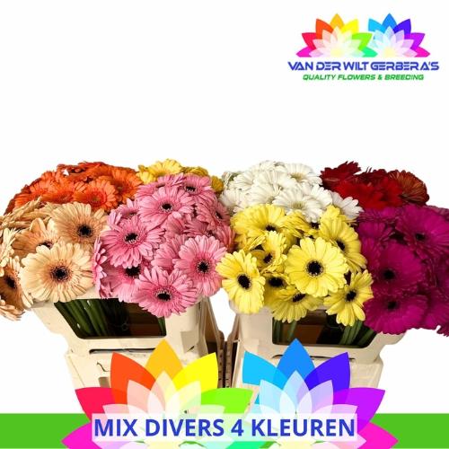 Gerbera mini gemengd