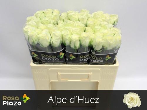 Rosa grootbloemig Alpe D'Huez