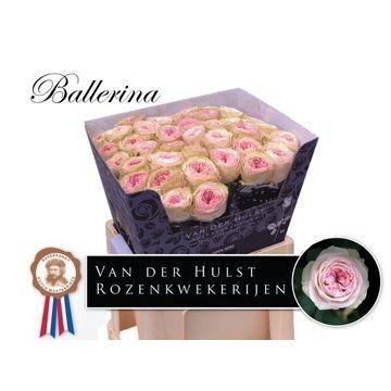 Rosa grootbloemig Ballerina Summerhouse