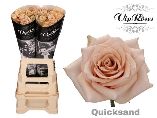 Rosa grootbloemig Quicksand