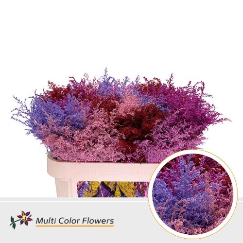 Solidago kleurbehandeld H%