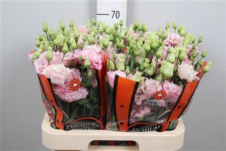 Eustoma russellianum gevuldbloemig  'Celebrich Queen'