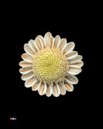 Chrysanthemum Indicum Grp tros kas kleurbehandeld H%