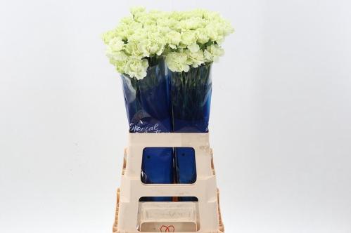 Dianthus standaard 'Prado Mint'