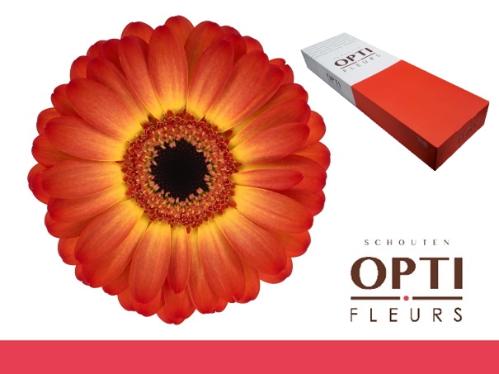 Gerbera mini Flamazing