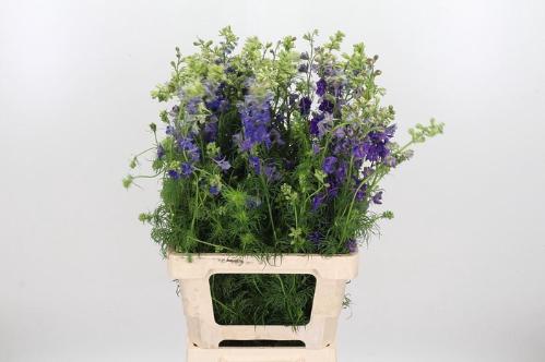 Consolida regalis 'Qis Dark Blue'