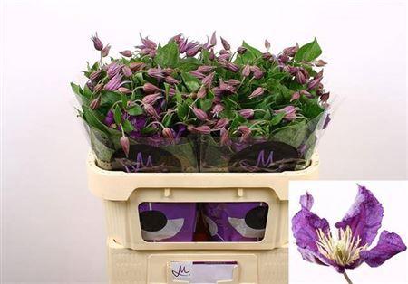 Clematis Amazing Sydney