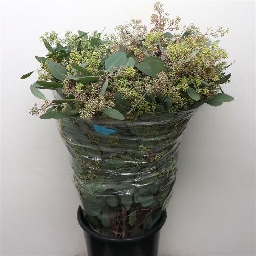 Eucalyptus per bos polyanthemos (fruit)