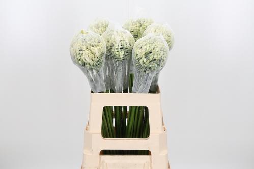 Agapanthus 'Gletsjer'