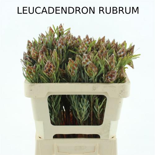 Leucadendron overig