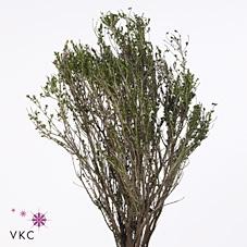 Thymus capitatus per bos